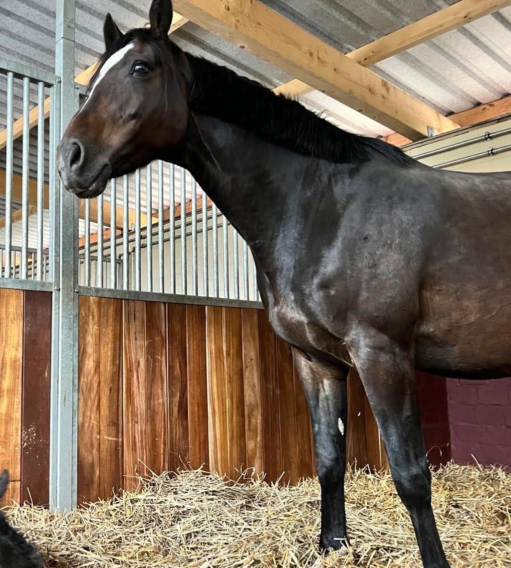 Carrissima, Holsteiner, en concours avec la cavalière du Haras Altyn
