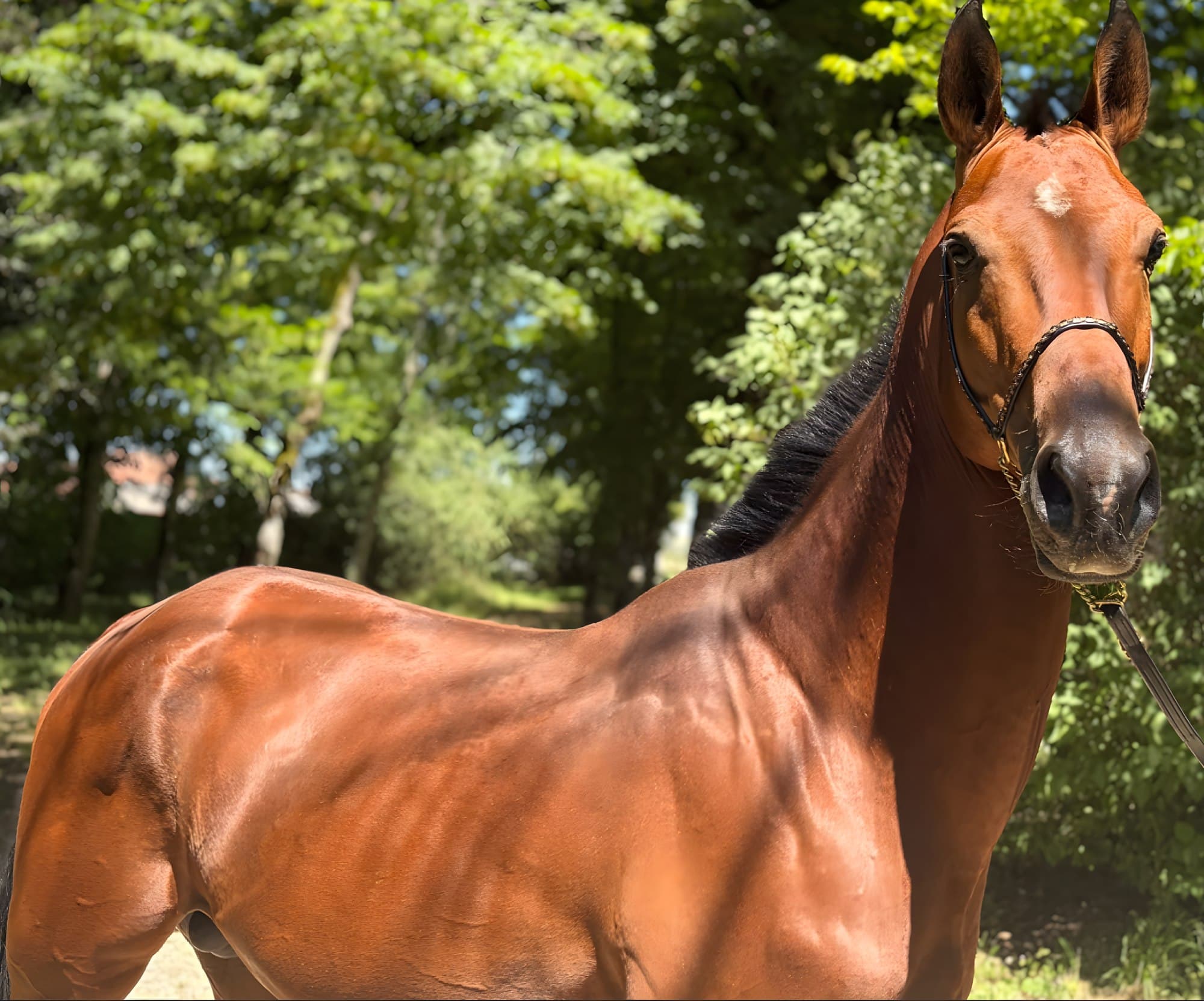 Amour d'Akhal, robe dorée