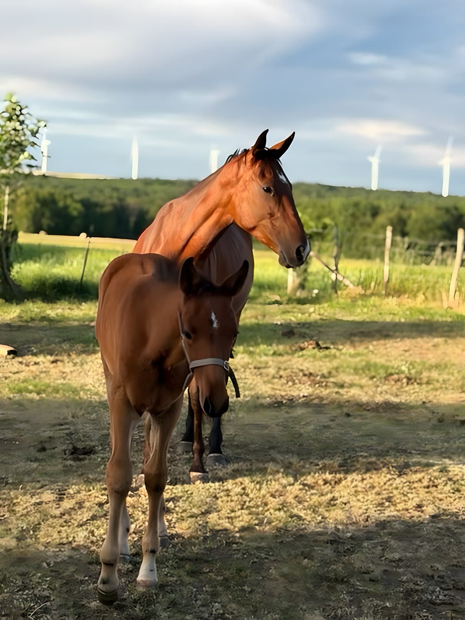 Jument et poulain au pré sur le domaine du Haras Altyn, en Bourgogne